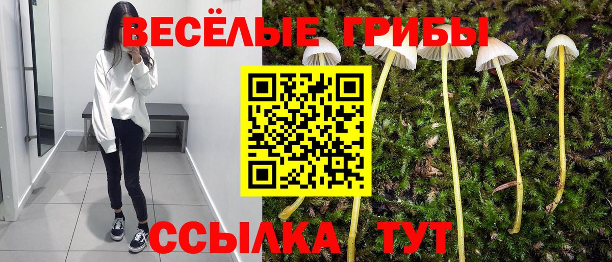 Горно-Алтайск  Галлюциногенные грибы прущие грибы  Вход с VPN 